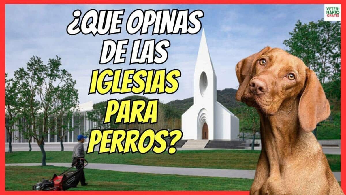 ¿QUE OPINAS DE LAS IGLESIAS PARA PERROS?