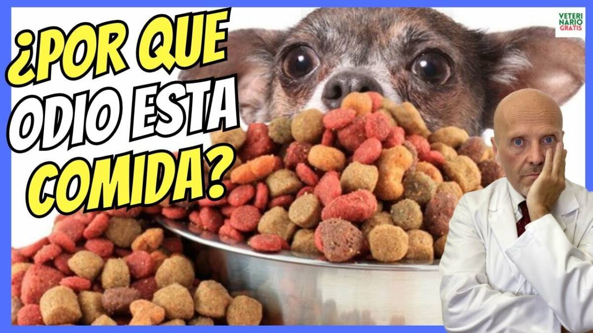 MI OPINIÓN SOBRE EL PIENSO O COMIDA CASERA PARA PERROS