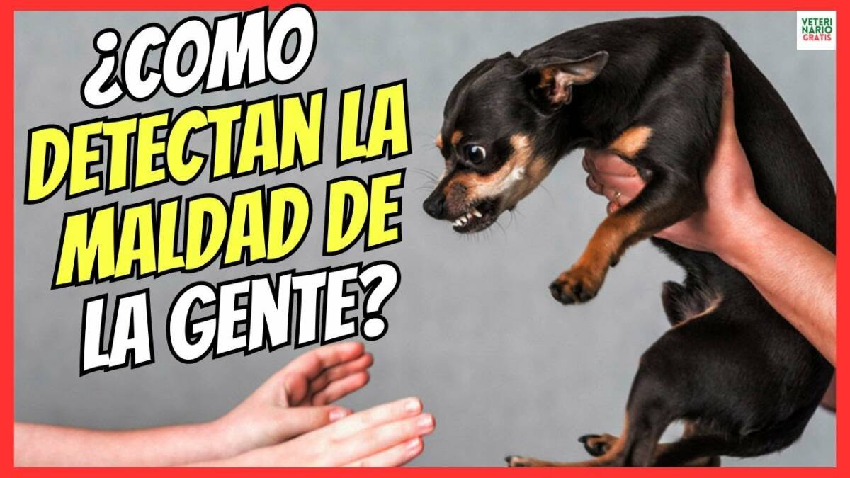 ¿COMO DETECTAN LOS PERROS LA MALDAD DE LAS PERSONAS?