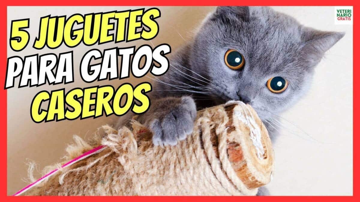 5 MEJORES JUGUETES PARA GATOS CASEROS