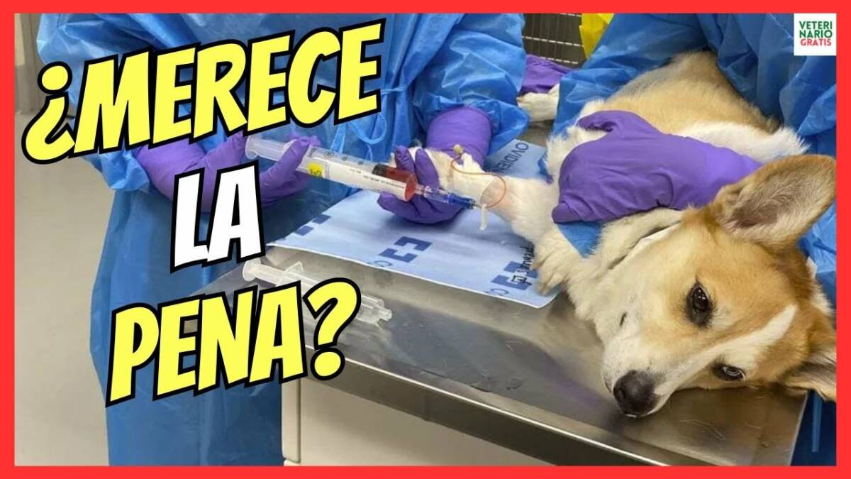 ¿MERECE LA PENA LA QUIMIOTERAPIA EN UN PERRO CON CÁNCER?