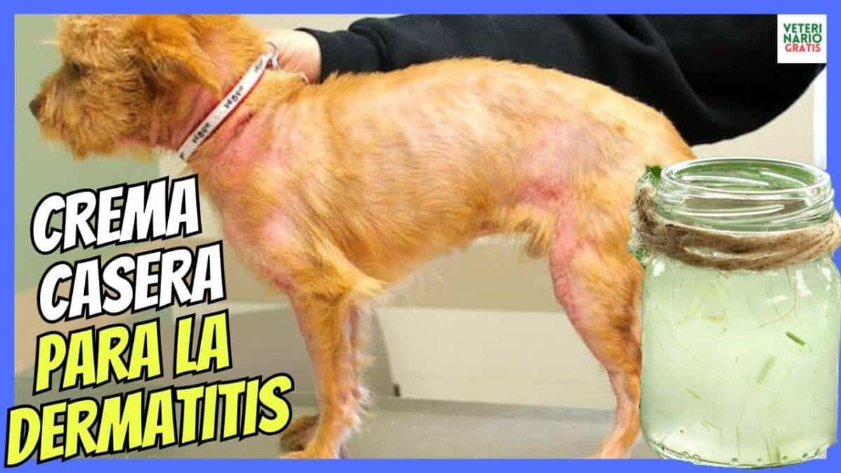 ¿COMO HACER UNA CREMA DE ALOE VERA CASERA PARA PERROS CON DERMATITIS?