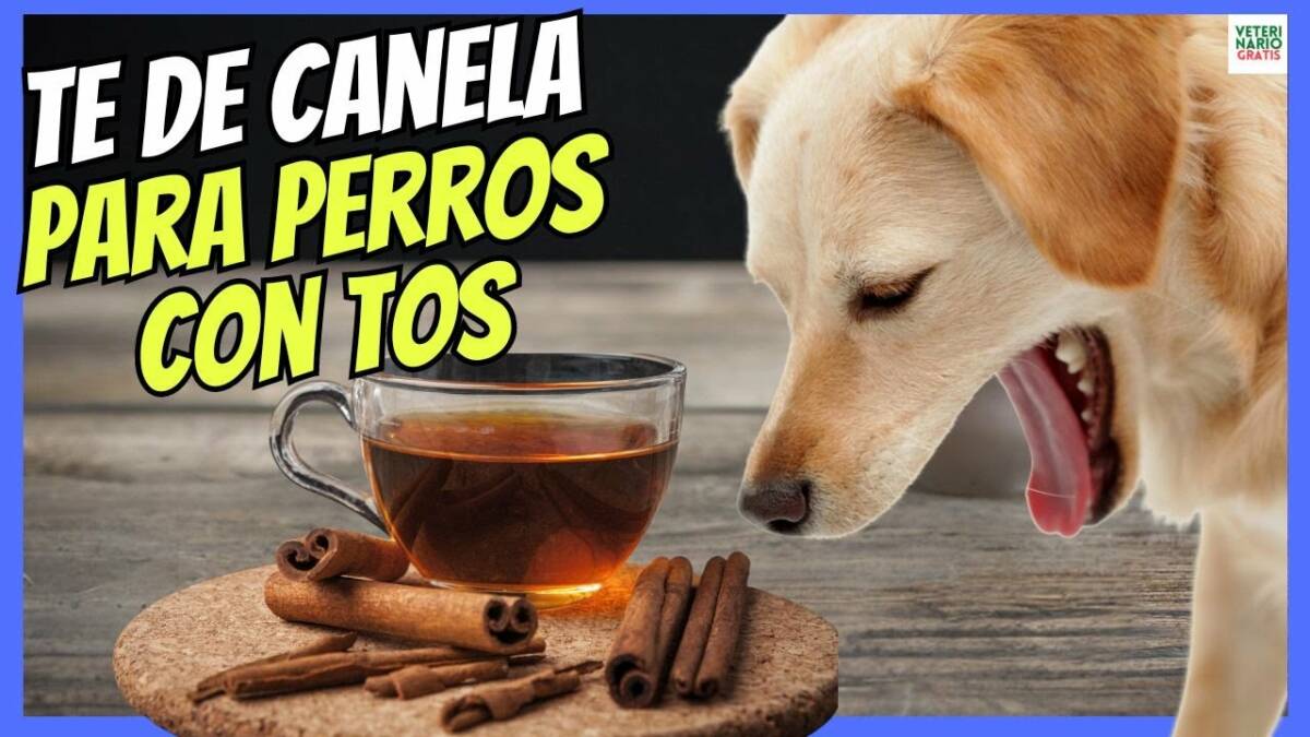 TE DE CANELA PARA LA TOS EN PERROS