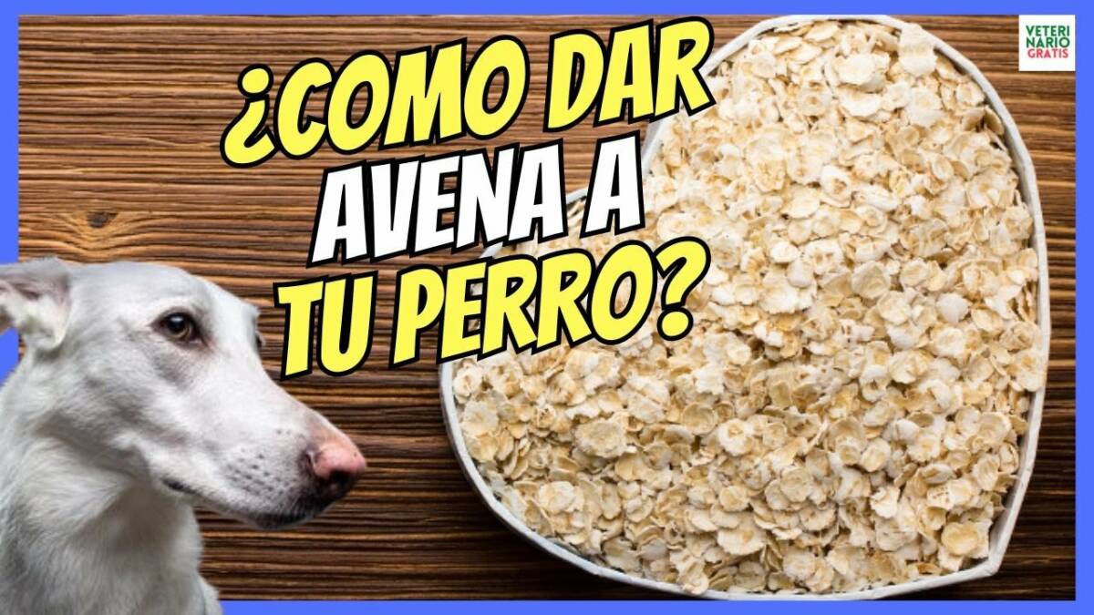 Los perros pueden comer avena como darsela