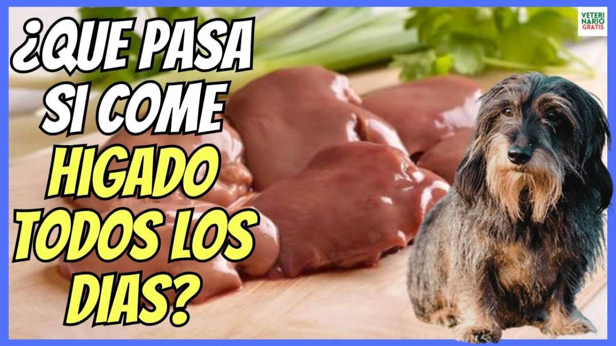 puedes alimentar a un perro con demasiado hígado