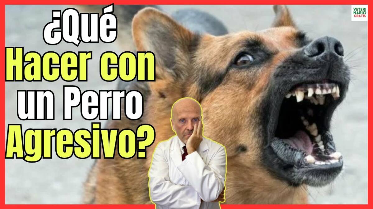 ¿QUÉ HACER CON UN PERRO AGRESIVO?