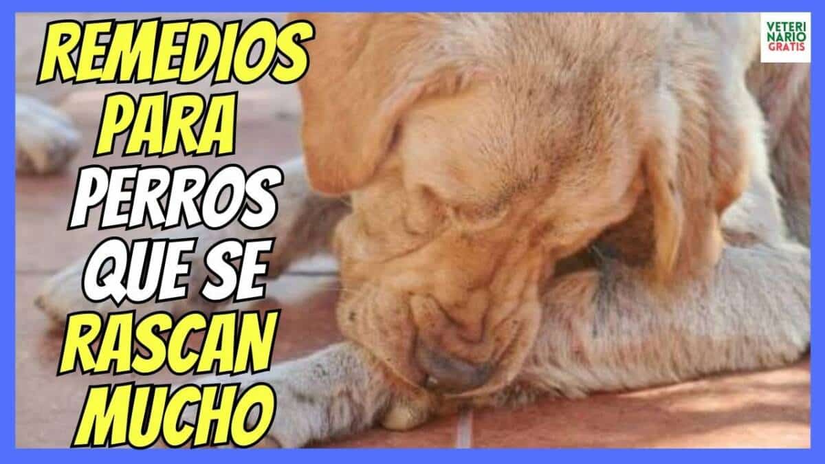 ¿SI MI PERRO SE RASCA MUCHO? ¿QUE REMEDIOS CASEROS LE PUEDO DAR?