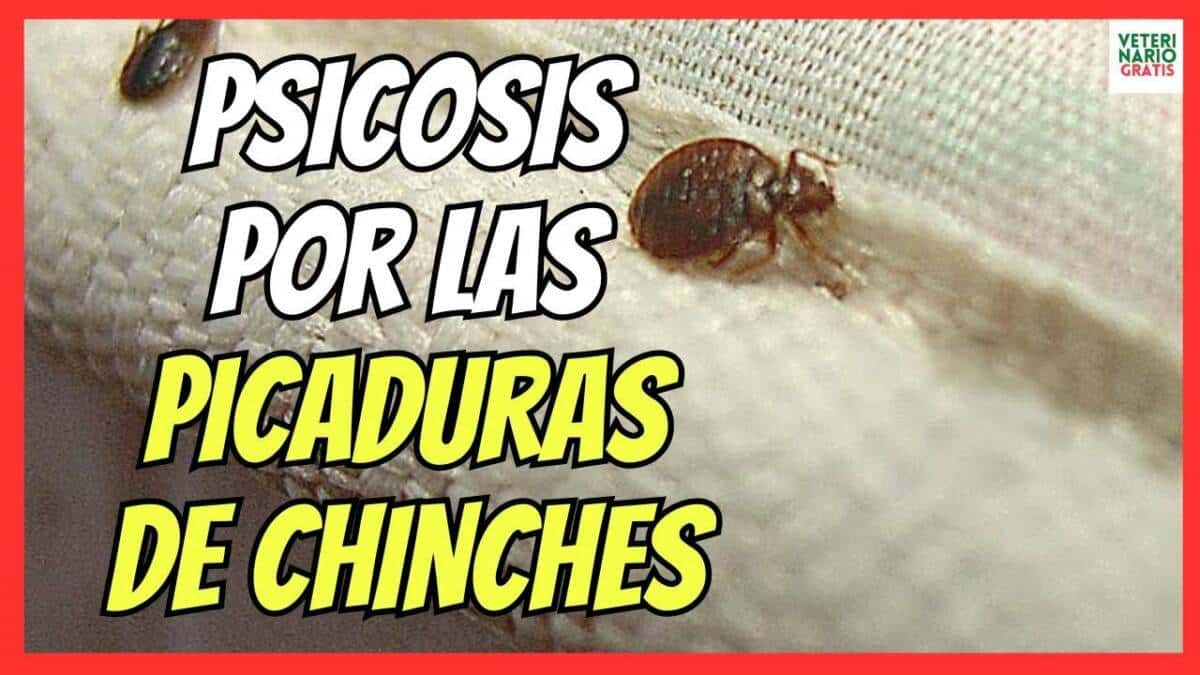 PSICOSIS POR LAS PICADURAS DE CHINCHES DE CAMA EN ESPAÑA ¿COMO ELIMINARLAS?