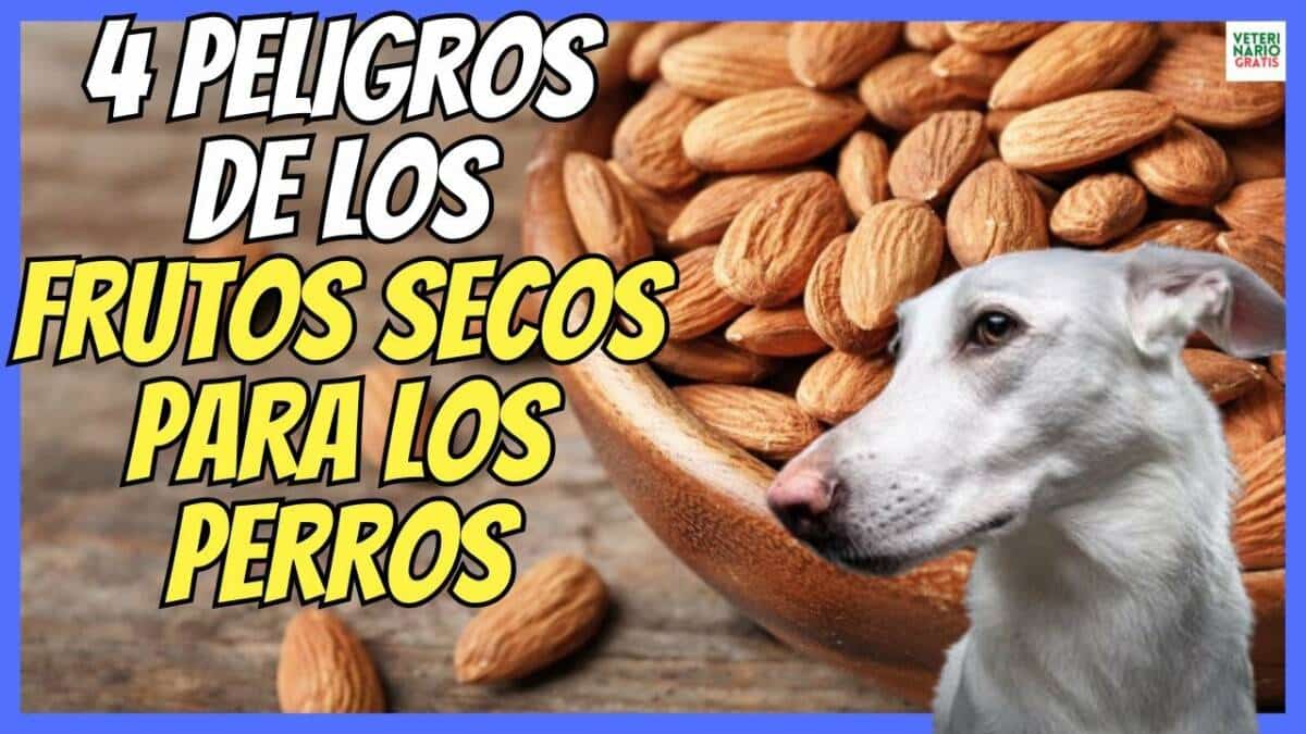 ¿LOS PERROS PUEDEN COMER FRUTOS SECOS? ALMENDRAS, PISTACHOS, NUECES