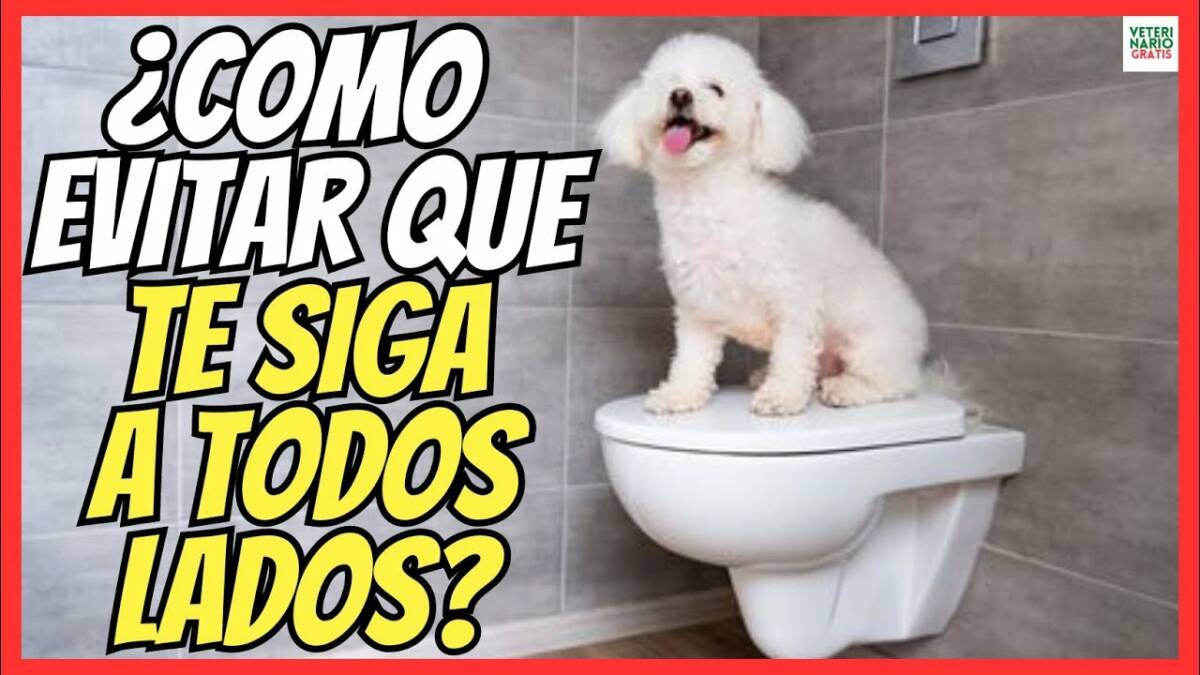 ¿CÓMO EVITAR QUE MI PERRO ME SIGA A TODOS LADOS?