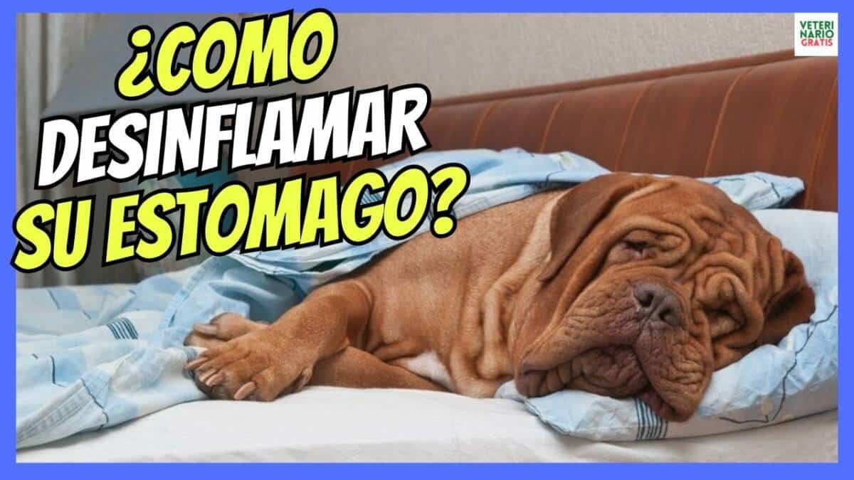 ¿COMO DESINFLAMAR EL ESTÓMAGO DE UN PERRO CON GASTRITIS?