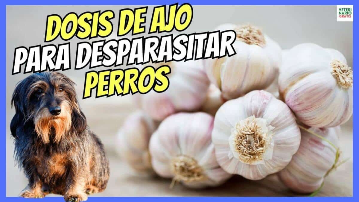 BENEFICIOS DEL AJO COMO DESPARASITANTE PARA PERROS DOSIS Y CONTRAINDICACIONES