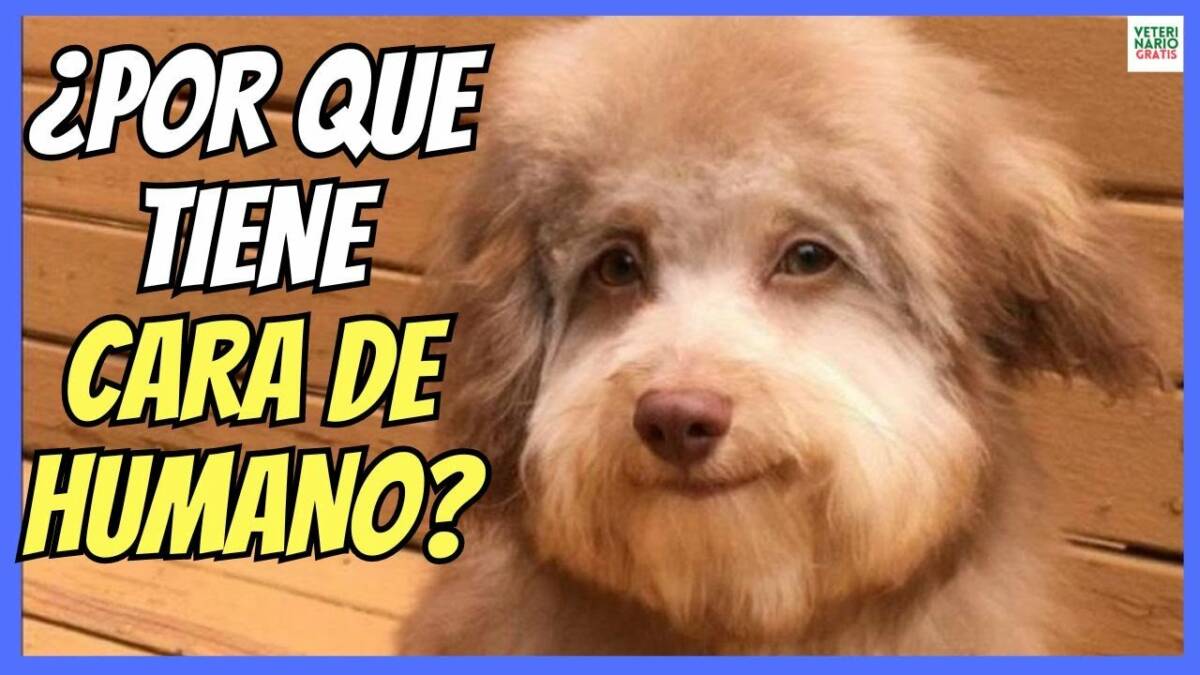 ¿POR QUE HAY ALGÚN PERRO CON CARA DE HUMANO?