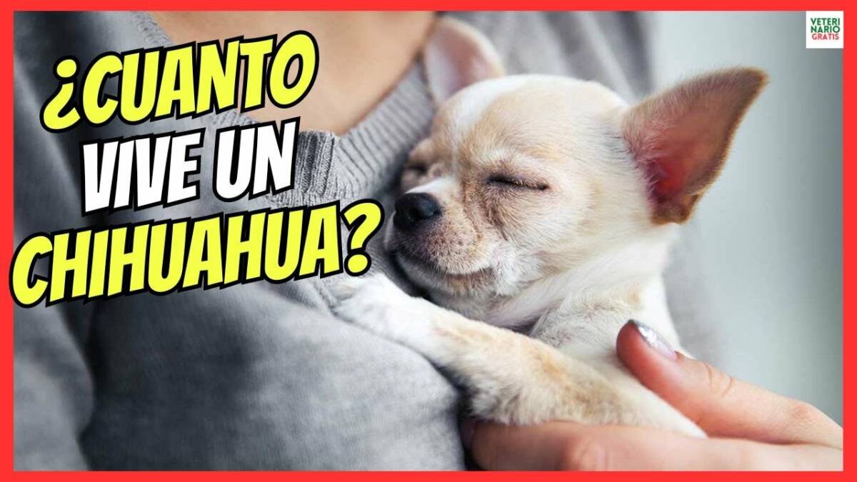 ¿CUANTO VIVE UN CHIHUAHUA?