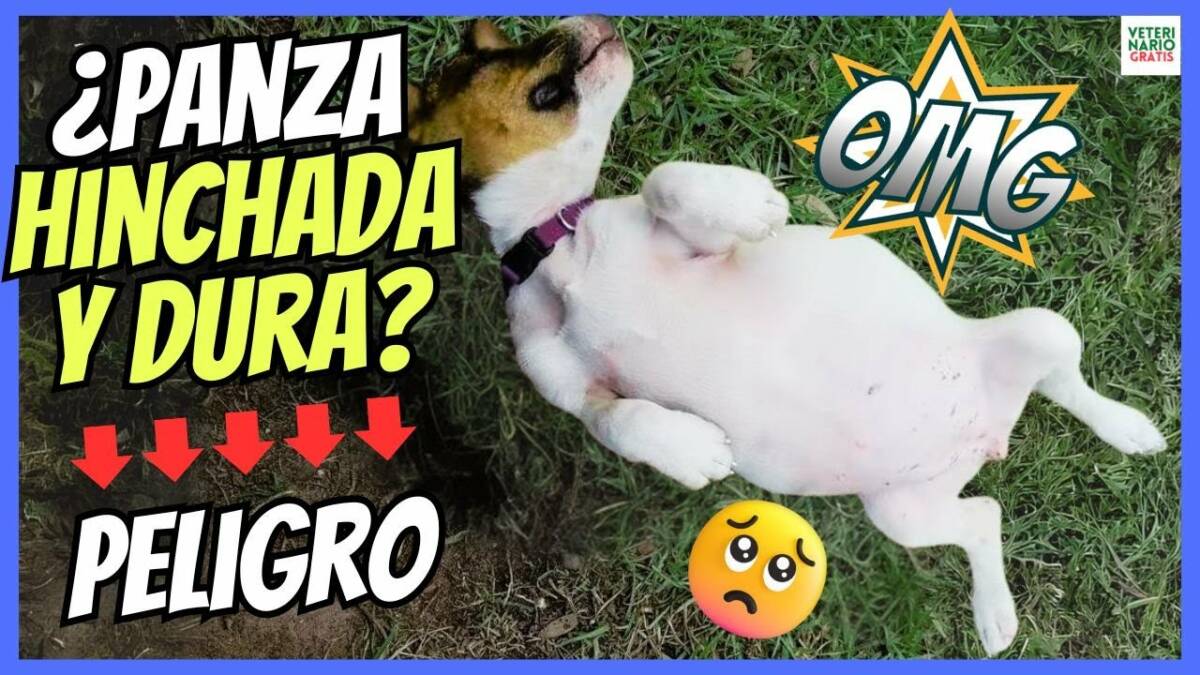 ¿PORQUE MI PERRO TIENE LA PANZA HINCHADA Y DURA? ¿POSIBLE TORSIÓN GÁSTRICA?