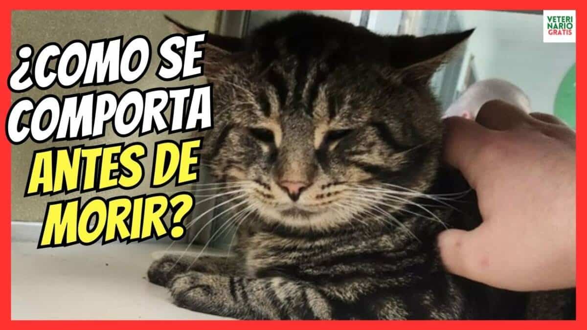 COMPORTAMIENTO DE LOS GATOS ANTE LA MUERTE