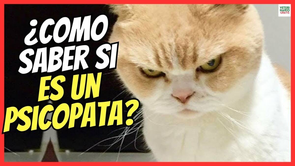 ¿COMO SABER SI MI GATO ES PSICÓPATA?