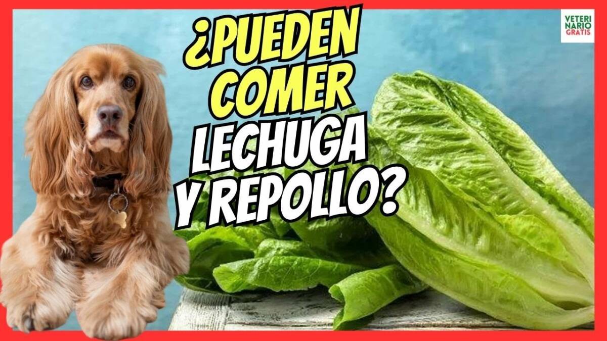 ¿LOS PERROS PUEDEN COMER LECHUGA Y REPOLLO?