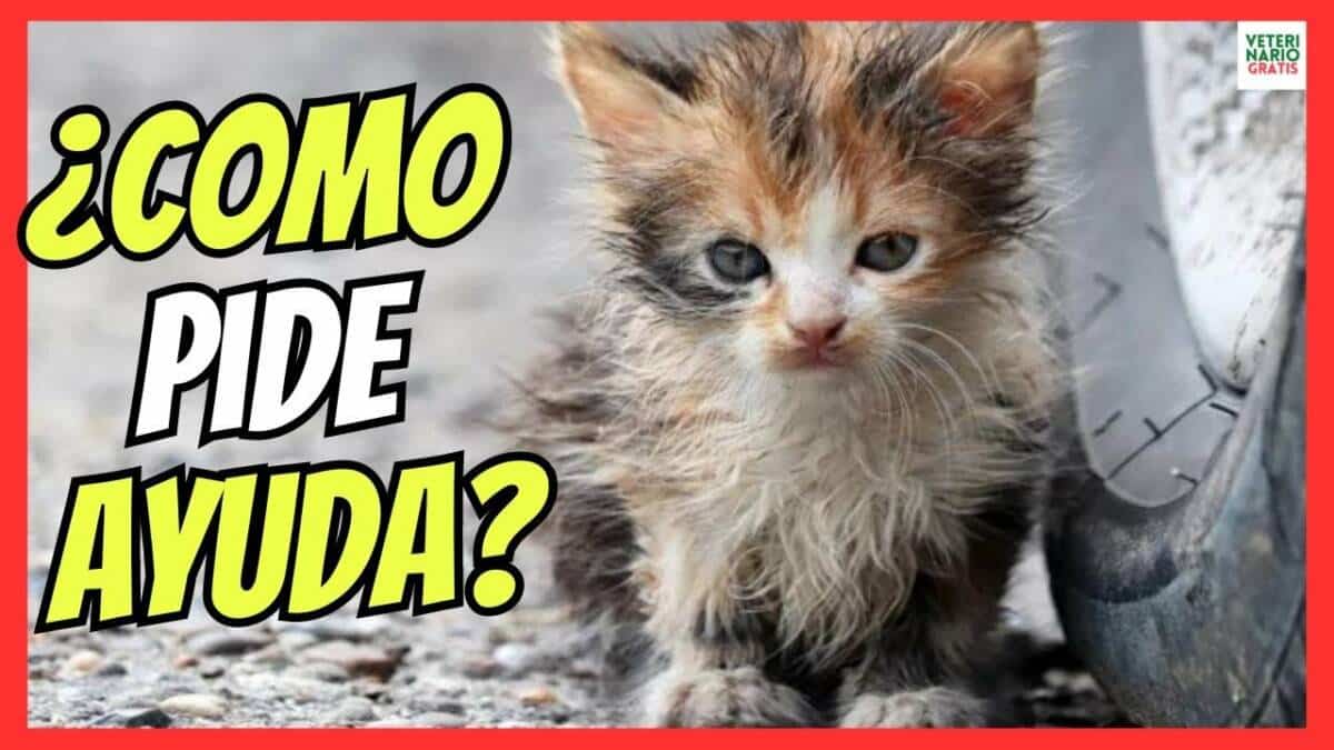 5 CARACTERÍSTICAS DE UN GATO MALTRATADO QUE NECESITA AYUDA