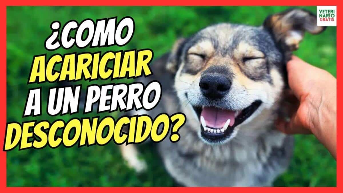 ¿CÓMO ACARICIAR A UN PERRO DESCONOCIDO?