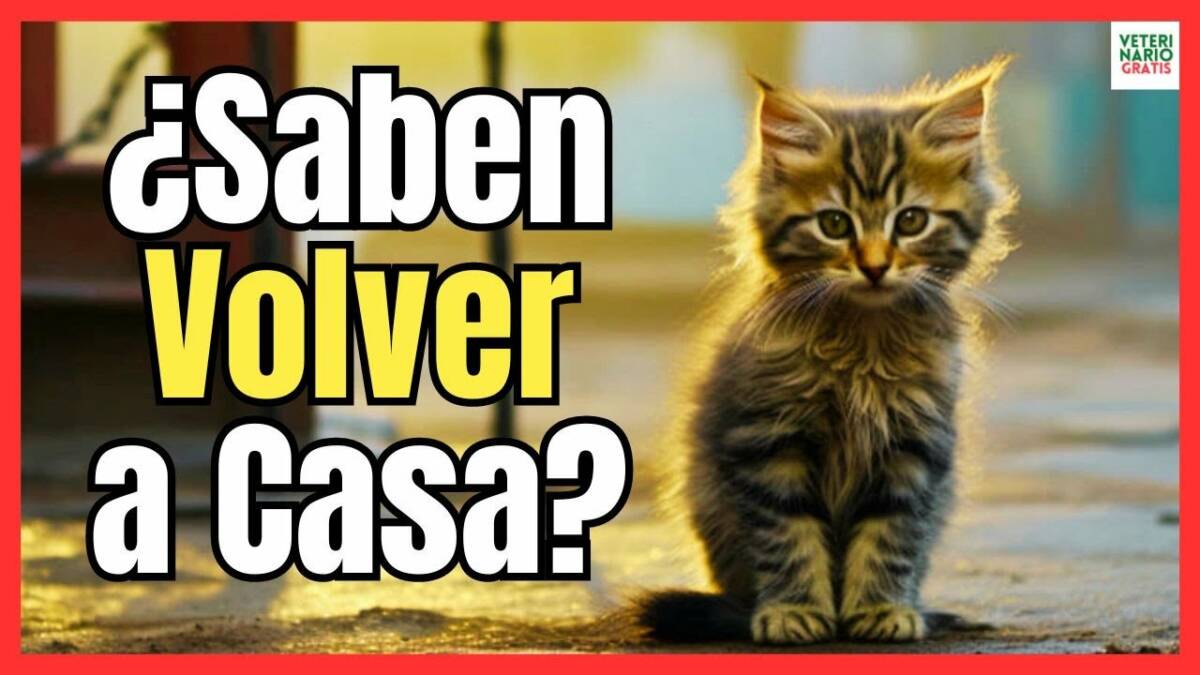 ¿LOS GATOS SABEN VOLVER A CASA?