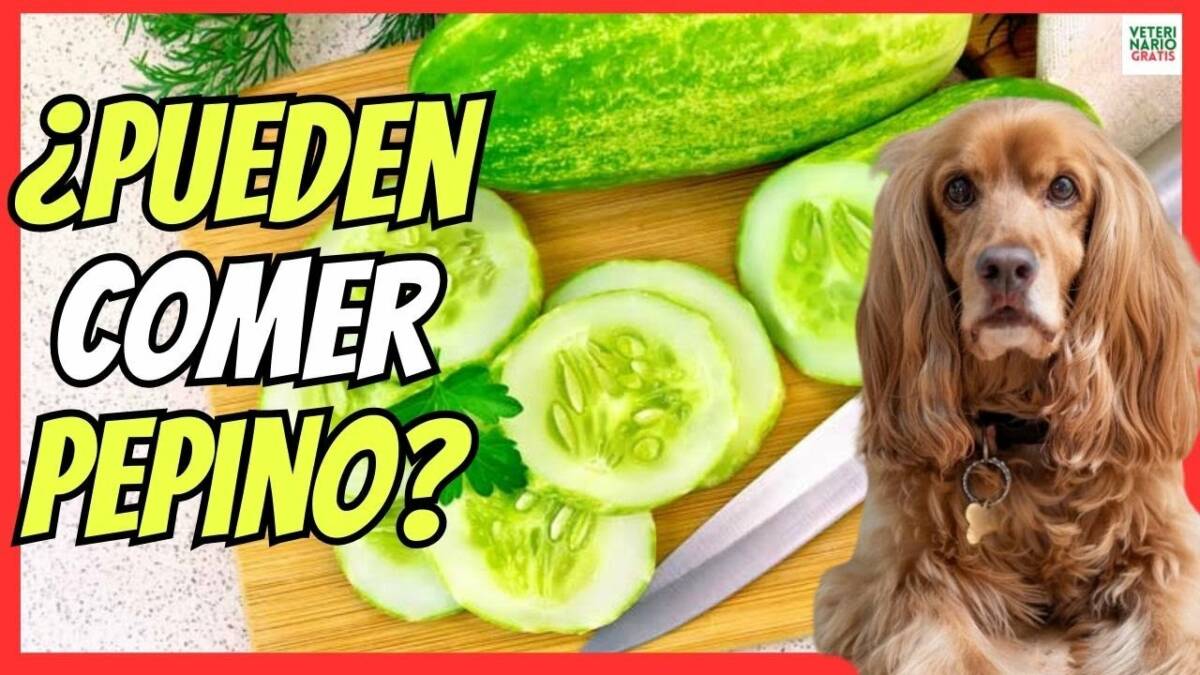 ¿LOS PERROS PUEDEN COMER PEPINO?