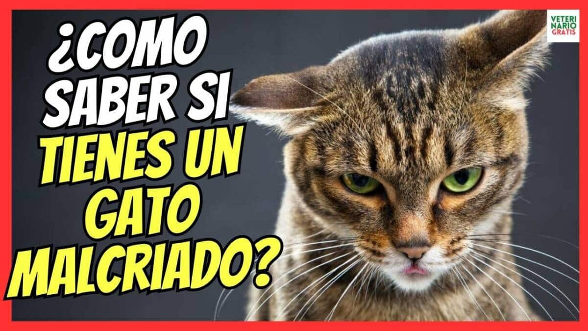 5 CARACTERÍSTICAS DE LOS GATOS MALCRIADOS