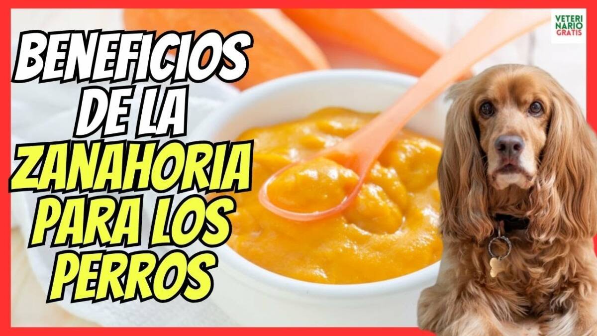 BENEFICIOS DE LA ZANAHORIA Y LA CALABAZA PARA LOS PERROS