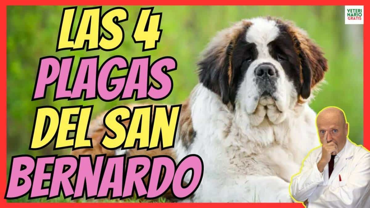 SAN BERNARDO UN PERRO CON 4 ENFERMEDADES GRAVES