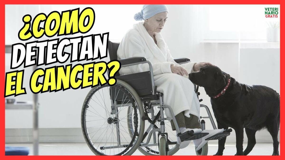 ¿COMO DETECTAN LOS PERROS EL CÁNCER?