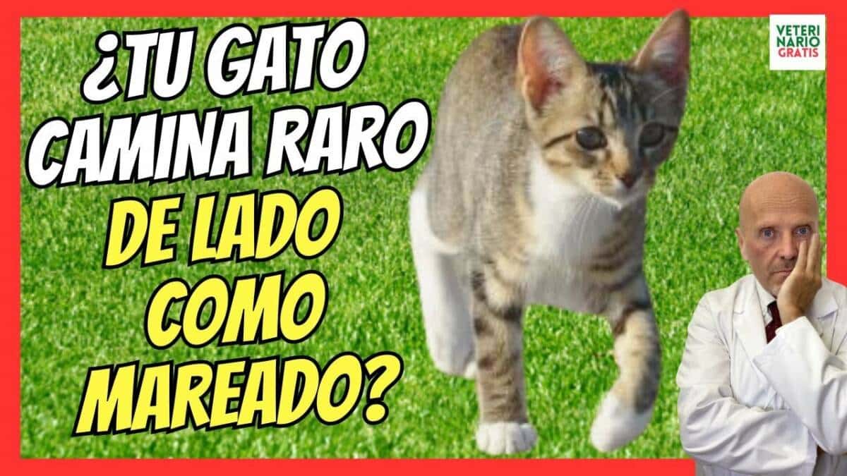 ¿PORQUE MI GATO CAMINA RARO, DE LADO? ATAXIA EN GATOS, ¿QUÉ ES?, CAUSAS, SÍNTOMAS Y TRATAMIENTO