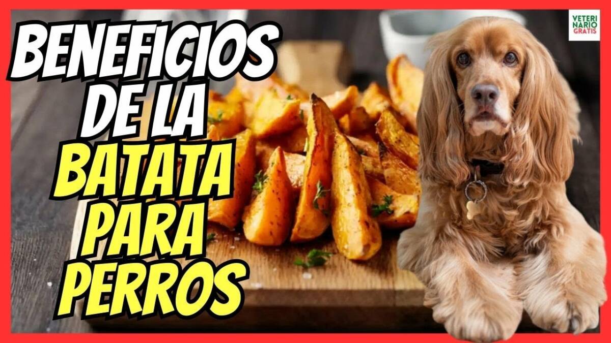 ¿LOS PERROS PUEDEN COMER BONIATO?