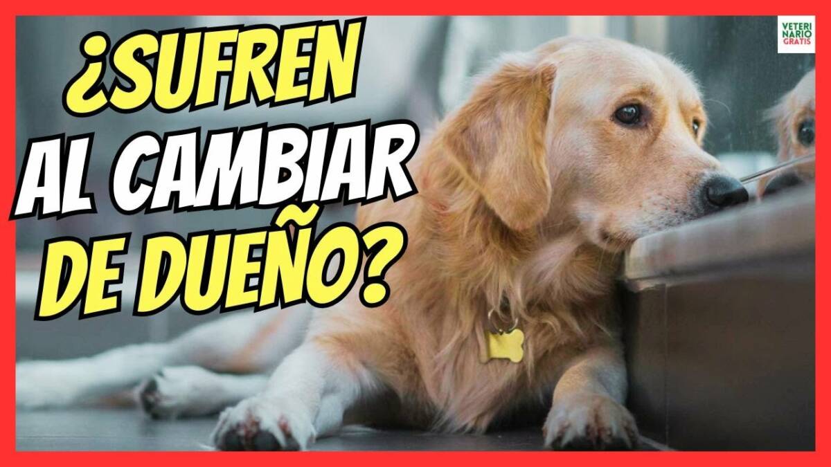 ¿LOS PERROS SUFREN AL CAMBIAR DE DUEÑO?