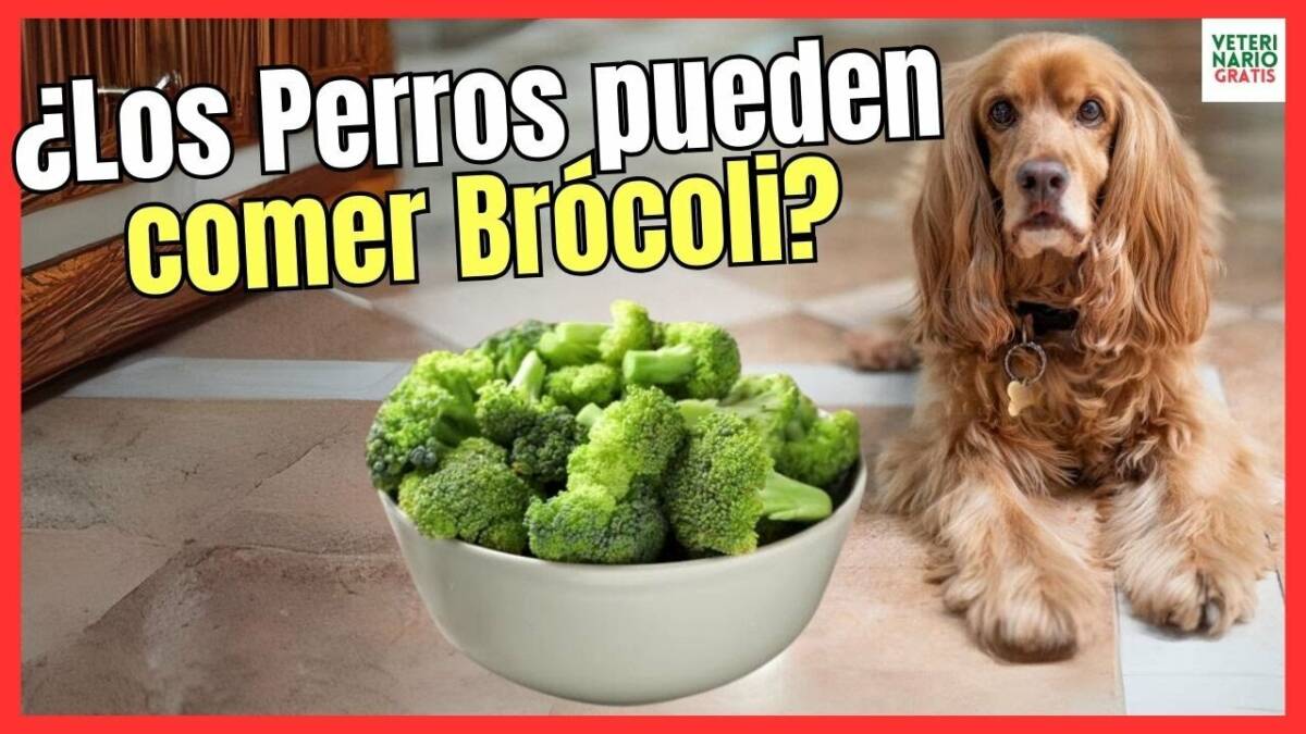 ¿LOS PERROS PUEDEN COMER BRÓCOLI Y COLIFLOR?