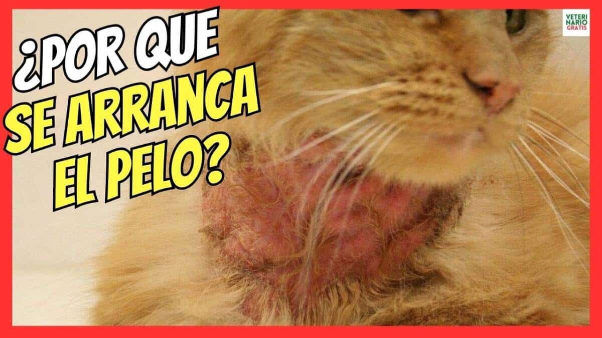 ¿PORQUE MI GATO SE ARRANCA EL PELO?