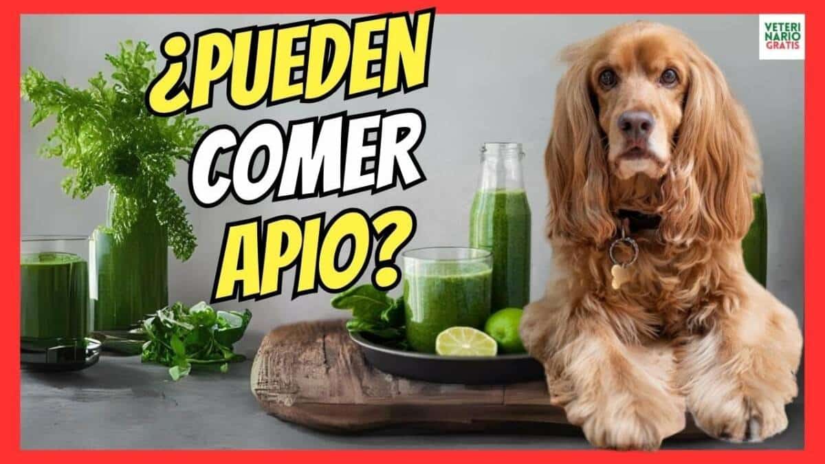 ¿LOS PERROS PUEDEN COMER APIO? ¿ES BUENO O MALO EL APIO PARA LOS PERROS?