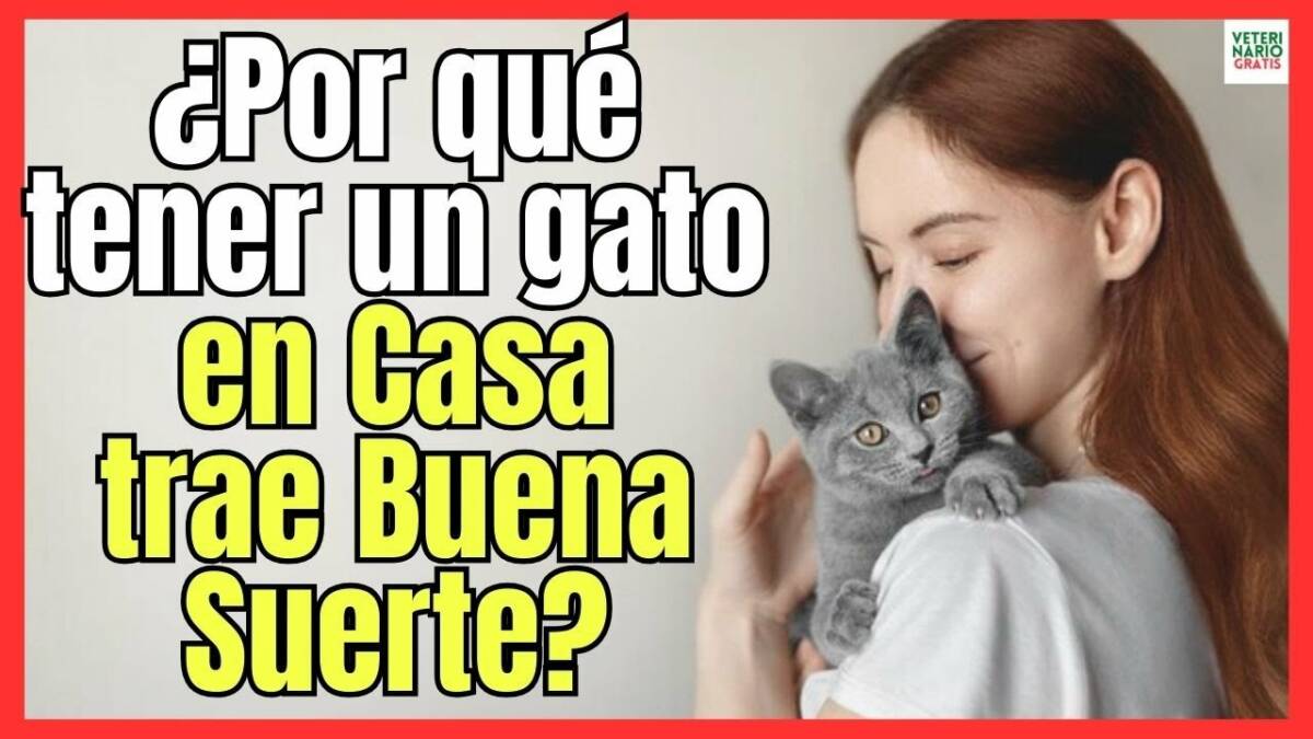 ¿PORQUE TENER UN GATO EN CASA TRAE BUENA SUERTE?