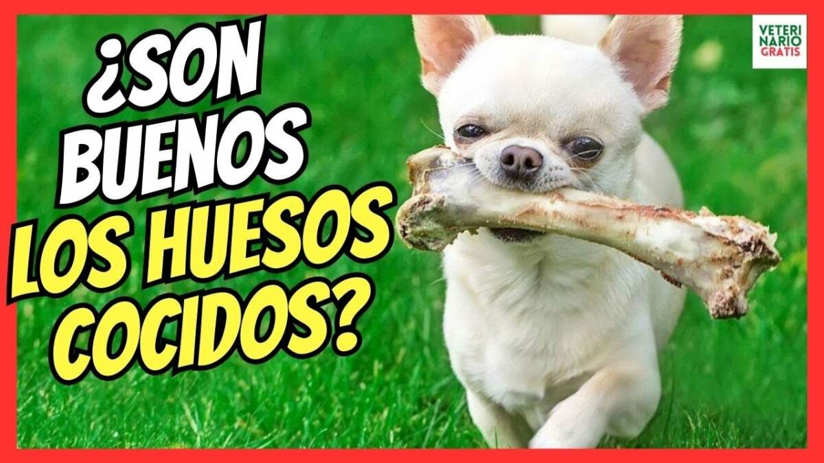 ¿LOS PERROS PUEDEN COMER HUESOS COCIDOS?