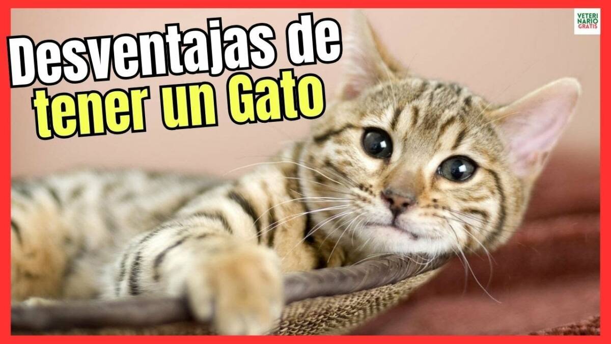 DESVENTAJAS E INCONVENIENTES DE TENER UN GATO EN CASA