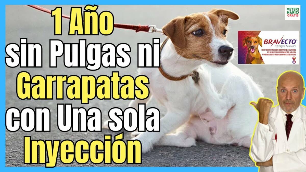 ¿COMO ELIMINAR PULGAS Y GARRAPATAS EN PERROS DURANTE UN AÑO CON UNA SOLA INYECCIÓN DE BRAVECTO?