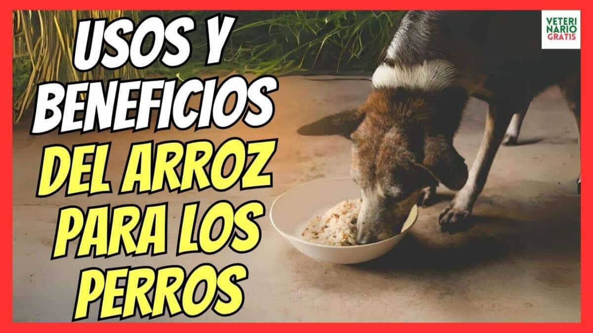 USOS Y BENEFICIOS DEL ARROZ PARA LOS PERROS ¿ES BUENO O ES MALO?