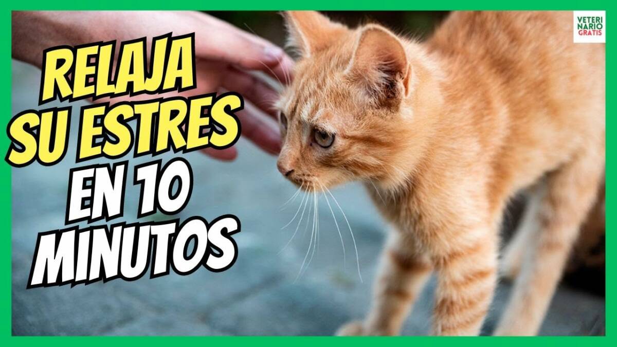 ¿CÓMO RELAJAR A UN GATO ESTRESADO EN 10 MINUTOS?