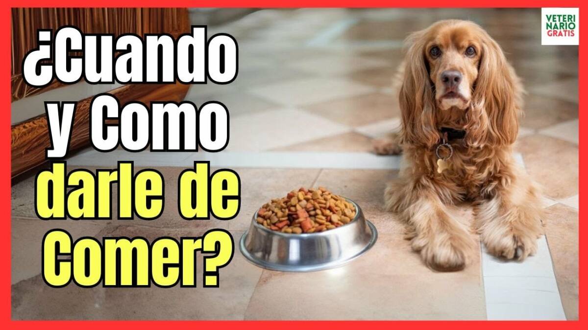 Cuando y como dar de comer a tu perro