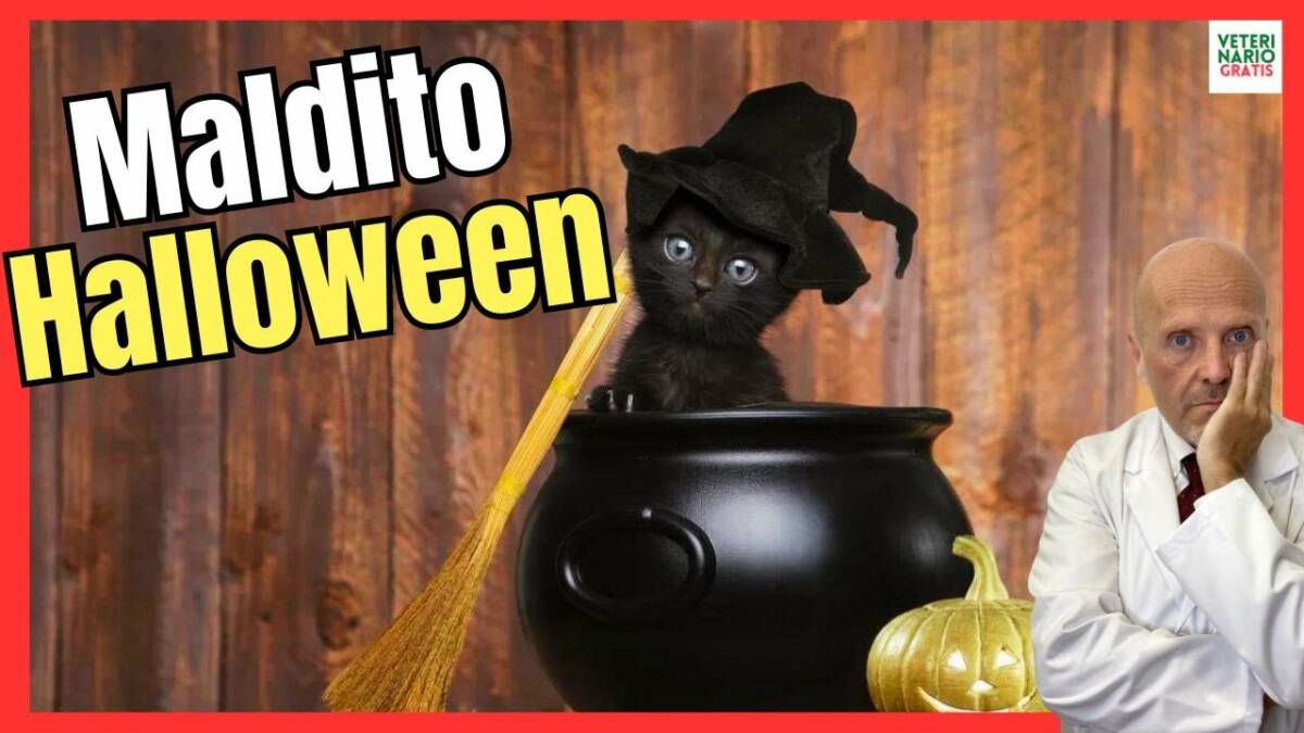 ¿POR QUÉ NO SE PUEDEN ADOPTAR GATOS EN HALLOWEEN?