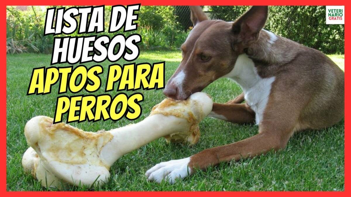 ¿CUALES SON LOS MEJORES HUESOS PARA PERROS? LISTA COMPLETA