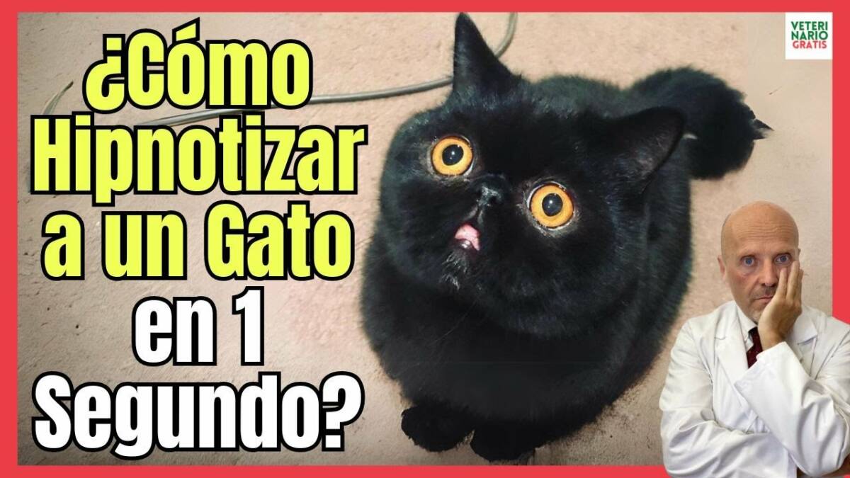 ¿COMO HIPNOTIZAR A UN GATO EN UN SEGUNDO? CLIPNOSIS EN GATOS