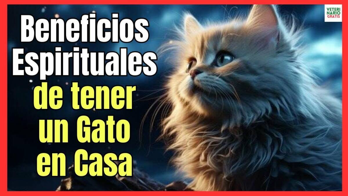 Beneficios espirituales de tener un gato en casa