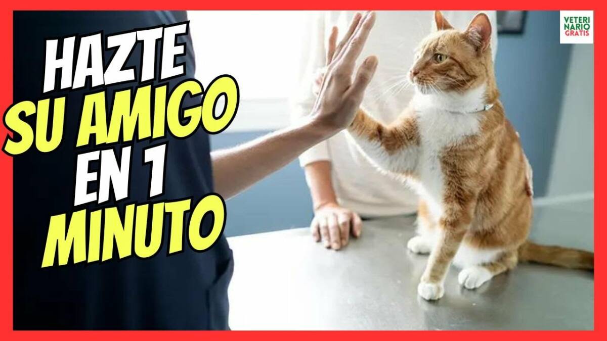 ¿COMO HACERSE AMIGO DE UN GATO EN UN MINUTO?