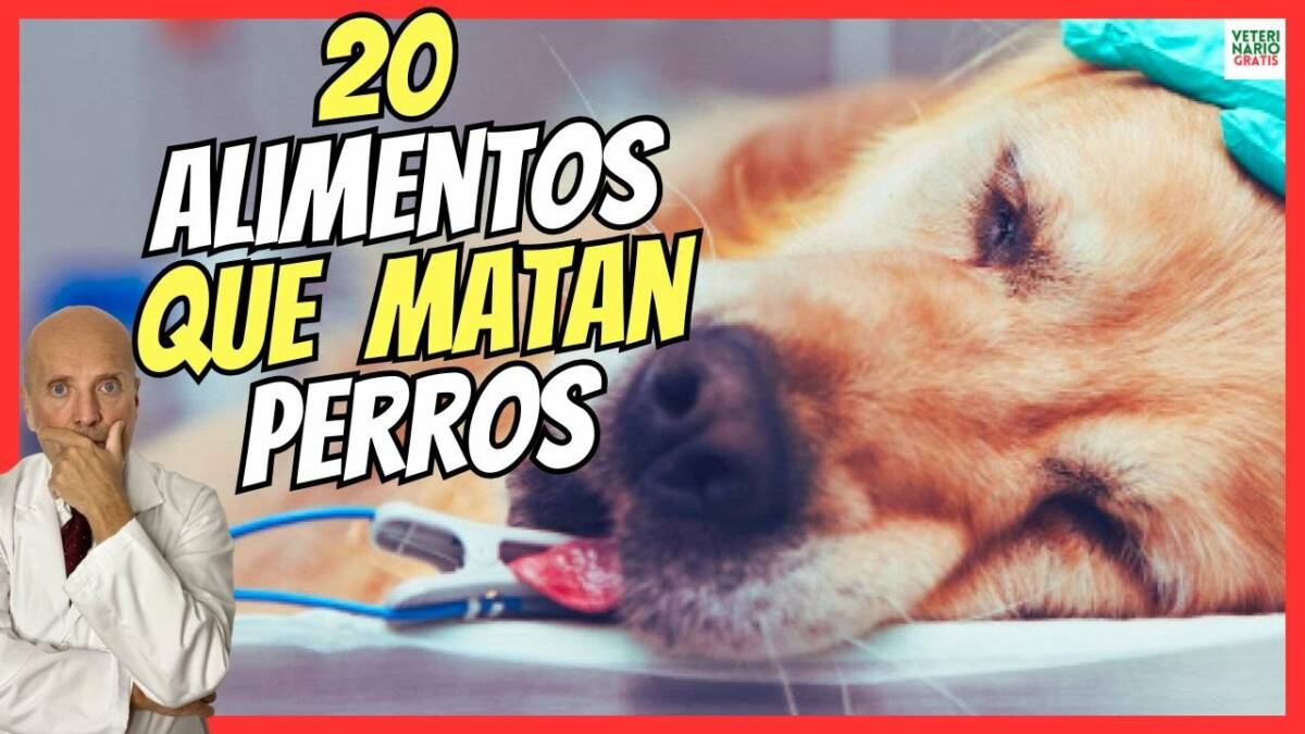 20 ALIMENTOS QUE PUEDEN LLEGAR A MATAR A TU PERRO MORTALES PARA PERROS ADULTOS Y CACHORROS