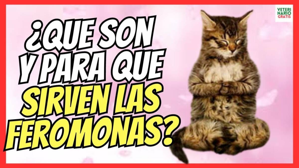 ¿QUÉ SON LAS FEROMONAS Y PARA QUÉ SIRVEN EN GATOS?